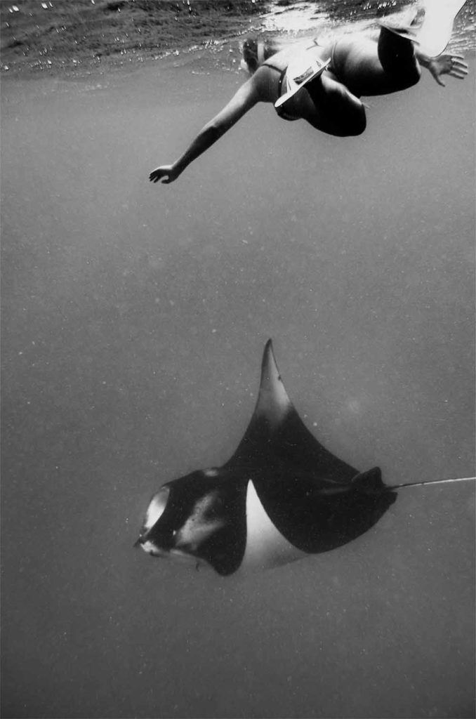 manta ray maldives