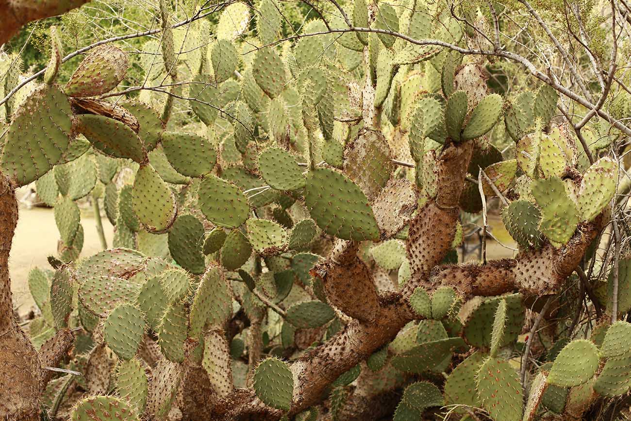 cacti-palmsprings